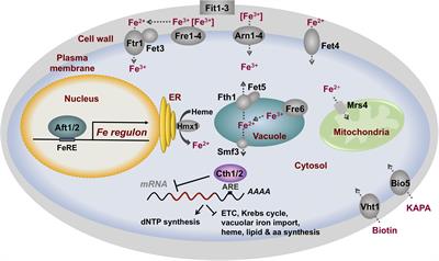 Iron Regulatory Mechanisms in Saccharomyces cerevisiae